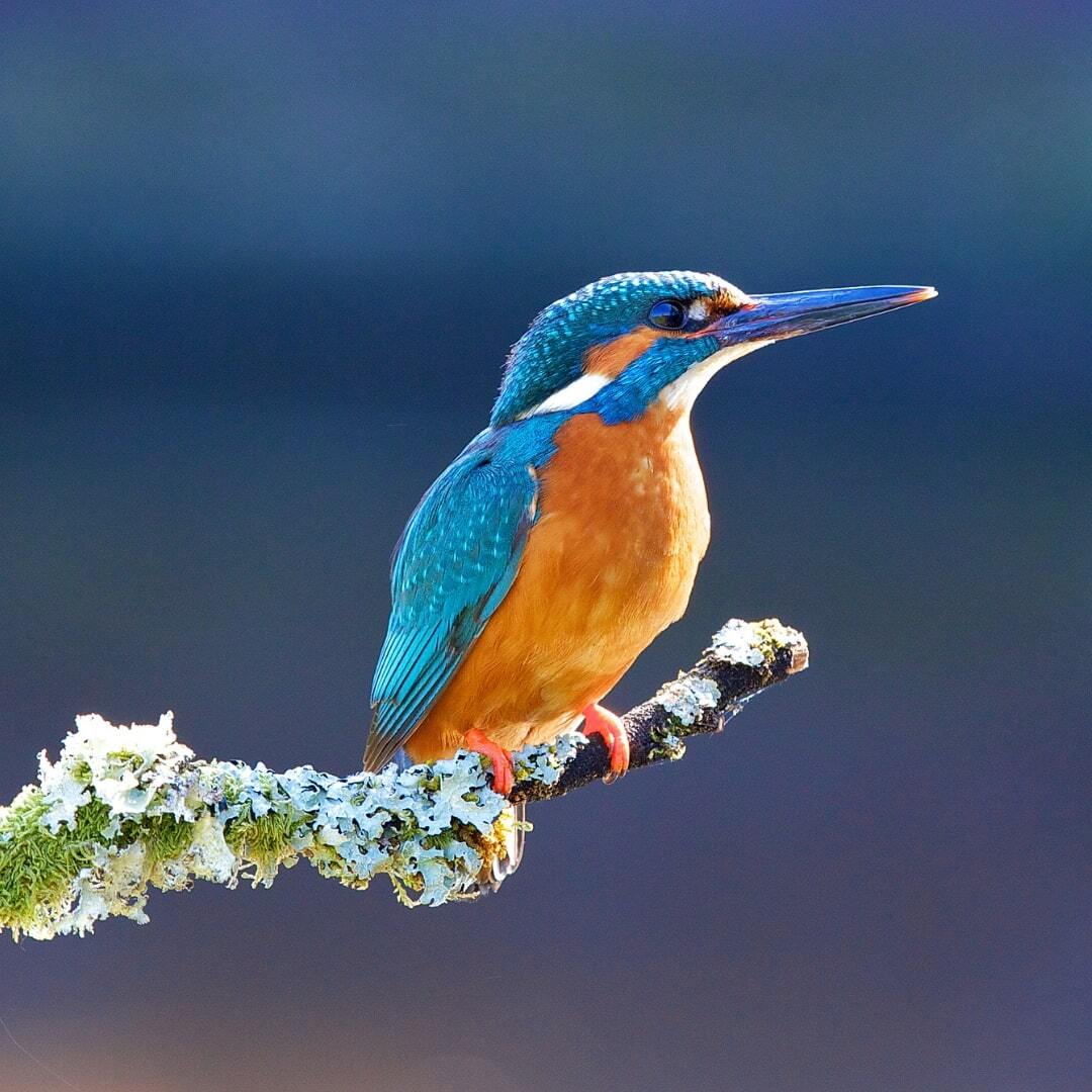 bird